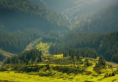Glade, çam ormanı dağ Vadisi güneş ışığı altında