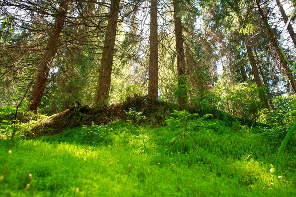 Junger frischer Nadelwald, der im Sommer wächst — Stockfoto