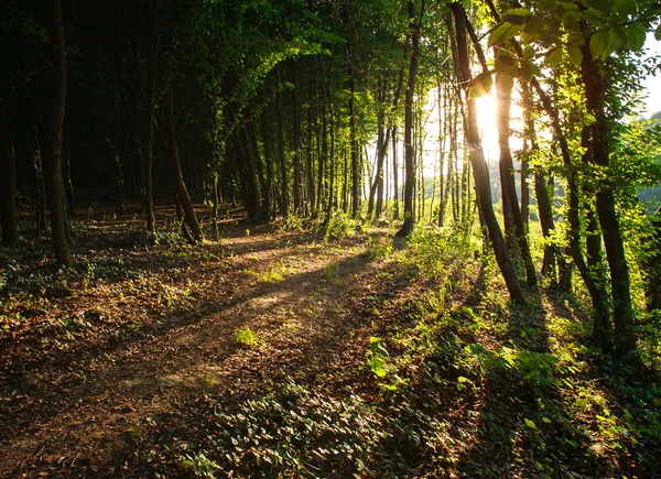 Rayos de luz solar en el verde bosque de verano al atardecer —  Fotos de Stock