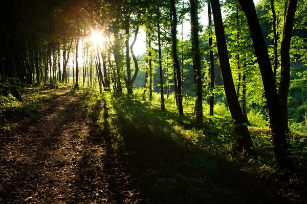 Raios de luz solar na floresta verde de verão ao pôr do sol — Fotografia de Stock