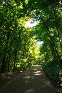 Patika eski yaz yeşil Şehir Parkı