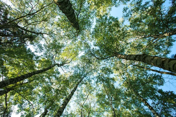 Топы зеленых лиственных деревьев на фоне неба — стоковое фото