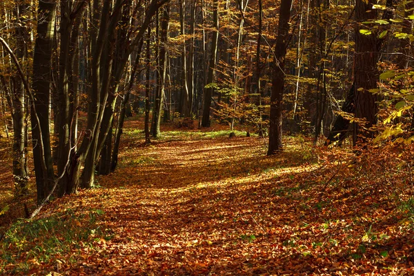 Piękny, jesienny Las w wieczorem światło słoneczne, podłoże natura — Zdjęcie stockowe