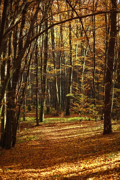 Hermoso bosque de otoño en la luz del sol de la noche, fondo natural —  Fotos de Stock