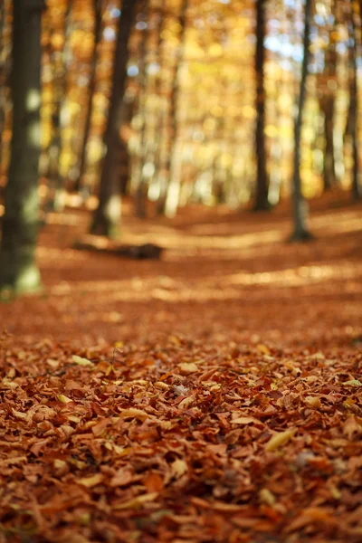 Hojas caídas en el bosque otoñal en los rayos del sol de la tarde —  Fotos de Stock