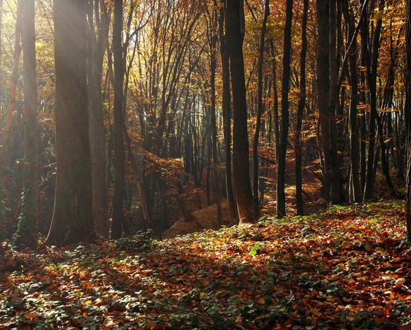 Hermoso bosque de otoño en los rayos del sol de la noche —  Fotos de Stock