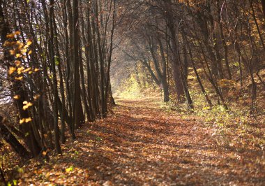 Yükselen güneş ışınlarının sonbahar orman yolundaki