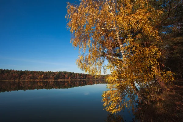 Abedul de otoño en el lago en el fondo del bosque bajo el cielo azul —  Fotos de Stock