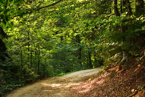 Caminho na floresta de montanha verde — Fotografia de Stock