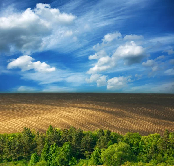 Kırsal Kozalaklı Ormanın Manzarası Tarlaların Arka Planında Bulutlu Mavi Gökyüzü — Stok fotoğraf