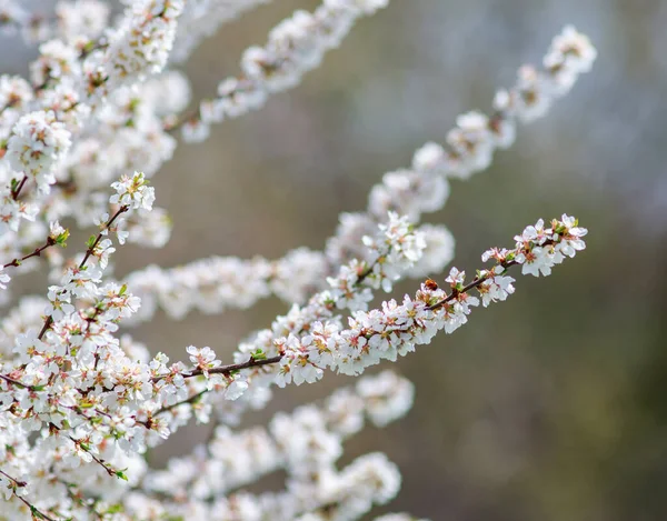 Spring Flowering Fruit Branches Trees Awakening Nature — Stock Photo, Image