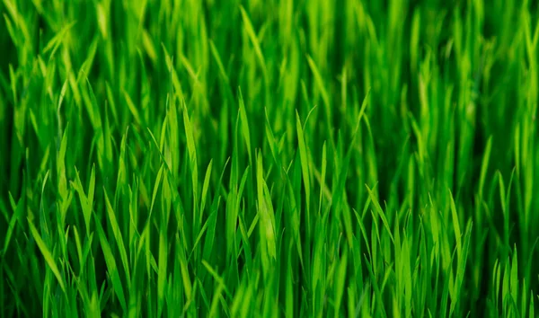 Frisches Junges Grünes Gras Reinheit Der Natur Frühlingserwachen Hintergrund — Stockfoto