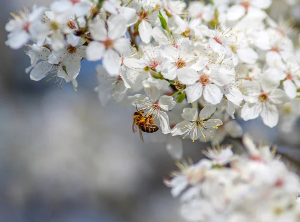 Bee collects nectar from flowers of blooming fruit trees