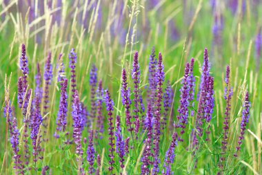 Blooming meadow of wild flowers, beauty of summer pure nature