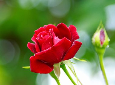 Red rose petals bud in dew drops close up on the green background