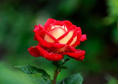 Red rose petals bud in dew drops close up on the green background