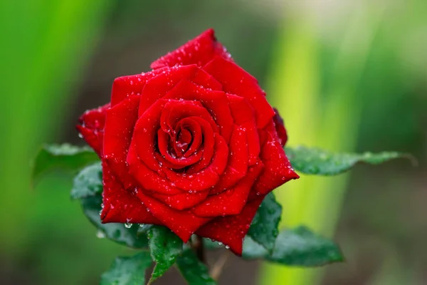 Red Rose Petals Bud Dew Drops Close Green Background — Stock Photo, Image