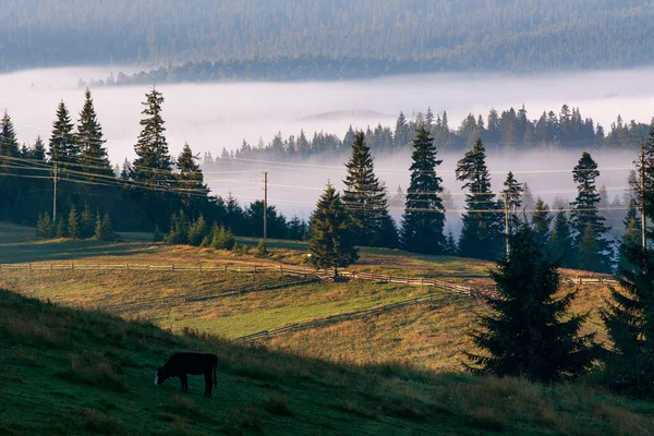 เขาภ งหม านชนบทต นฐานในป าสนและท งนาการท องเท ยวและการเด นทางใน Carpathians — ภาพถ่ายสต็อก