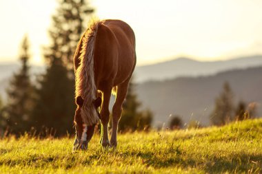 Yaz tarlasında güzel bir at kısrağı. Dağların arka planında çimenler ve batan güneşin ışığında ormanlarla birlikte.