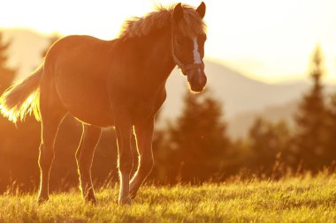 Yaz tarlasında güzel bir at kısrağı. Dağların arka planında çimenler ve batan güneşin ışığında ormanlarla birlikte.