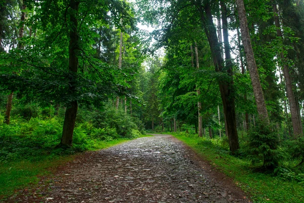 Paisagem Coníferas Decíduas Floresta Verde Turismo Natureza Pura Dos Cárpatos — Fotografia de Stock