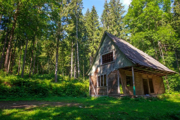 Gamla Övergivna Trähus Grön Vild Skog Fallfärdig Stuga — Stockfoto