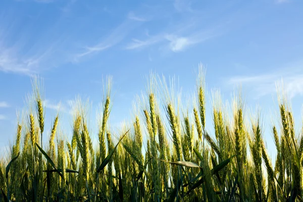 Cerca de la floración campo de trigo verde en el fondo cielo azul —  Fotos de Stock