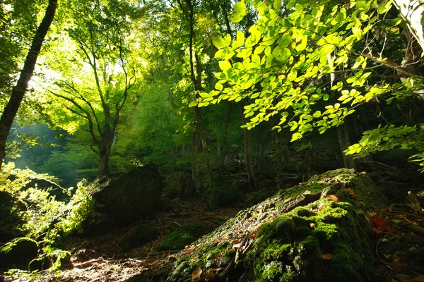 Groen bos verlicht door de ochtendzon, van binnenuit — Stockfoto