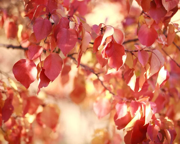 Schöne Herbstlandschaft im Wald, rote Blätter im Sonnenlicht — Stockfoto