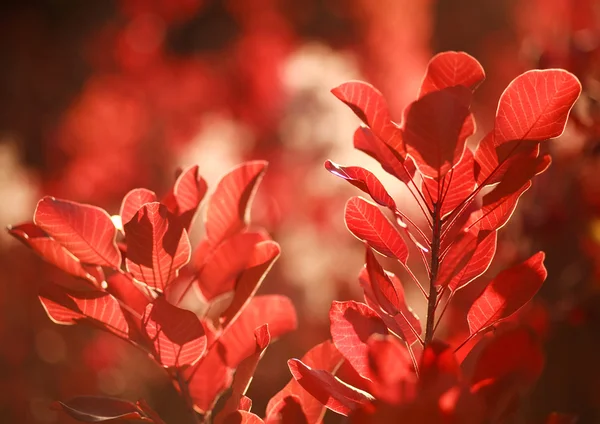 美丽的秋天风景在森林里，红色的叶子在阳光下 — 图库照片