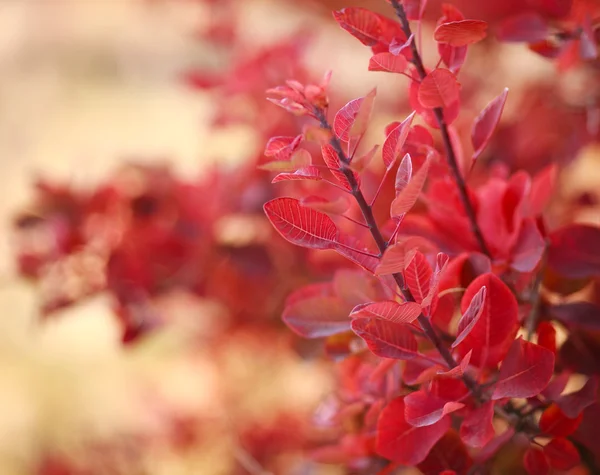 Beau paysage d'automne en forêt, feuilles rouges au soleil — Photo