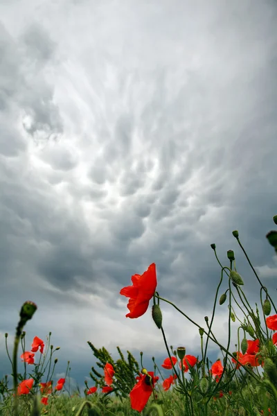 Gewitterwolken über einem Feld blühender roter Mohnblumen — Stockfoto