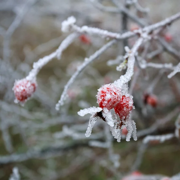 Rosehip berries covered with a frozen ice crystals — Stock Photo, Image