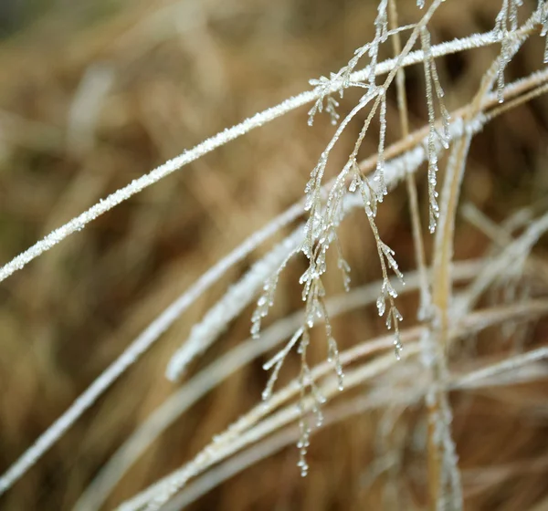 Bevroren takken van de plant bedekt met ijs — Stockfoto