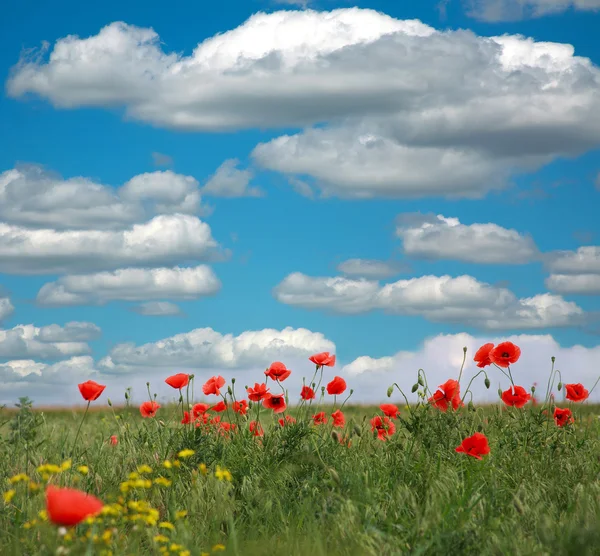 Flowering red poppies on a background of white clouds and sky — Stock Photo, Image