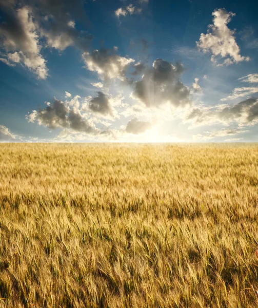 Field of ripe wheat on a background sunrise on blue sky — Stock Photo, Image