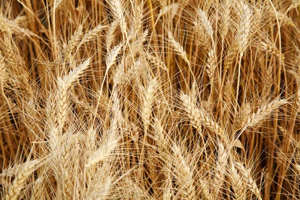 Campo primo piano di grano giallo maturo — Foto Stock