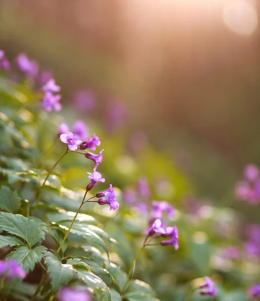 Gros plan prairies sauvages à fleurs violettes, dans une forêt printanière — Photo