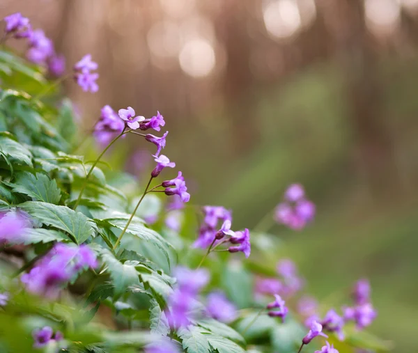 Primeros planos prados florecientes violetas silvestres, en un bosque de primavera —  Fotos de Stock