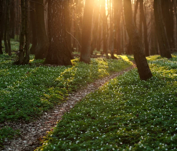A trilha na floresta de primavera florida, fundo da natureza — Fotografia de Stock
