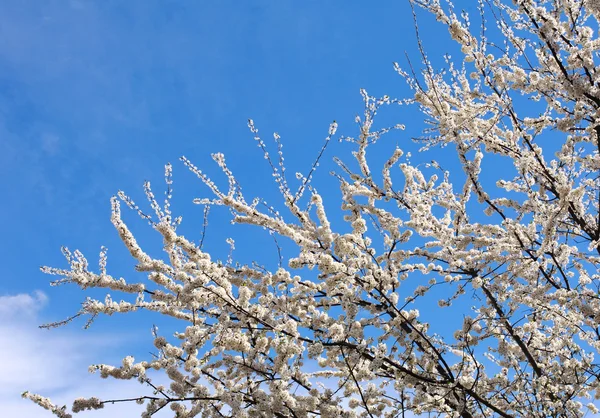 Blühende Zweige von Bäumen im Frühling, im Hintergrund der Himmel — Stockfoto