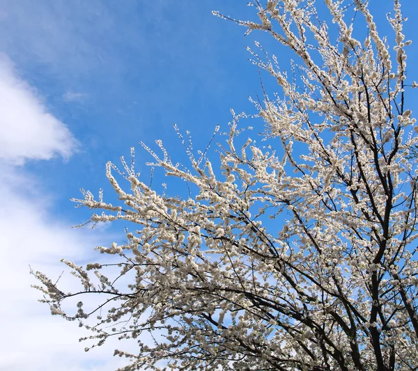 Blühende Zweige von Bäumen im Frühling, im Hintergrund der Himmel — Stockfoto