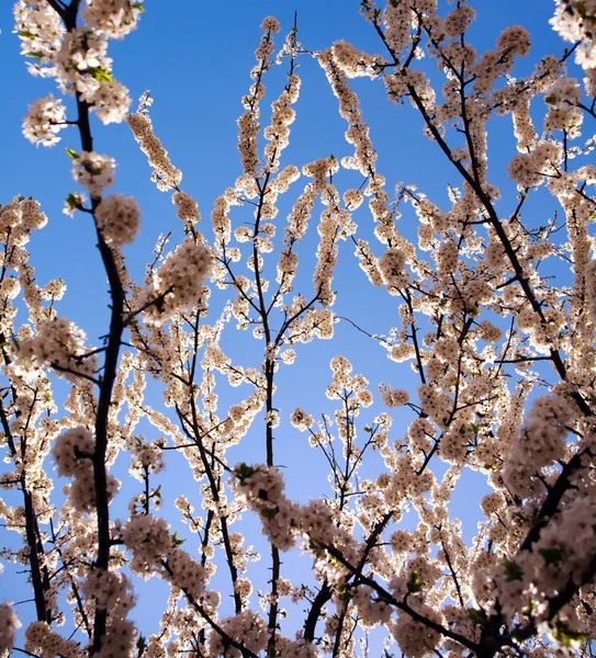 Flowering branches of trees in spring, on background the sky — Stock Photo, Image