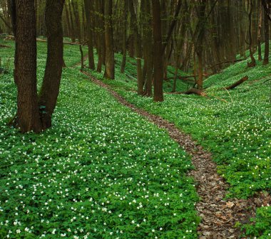 Çiçek açması yeşil orman, Bahar doğa arka plan iz