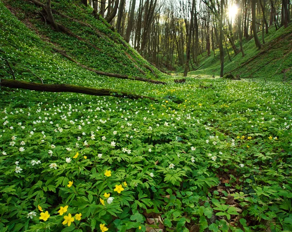 Campo floreciente de flores en el verde bosque de primavera —  Fotos de Stock