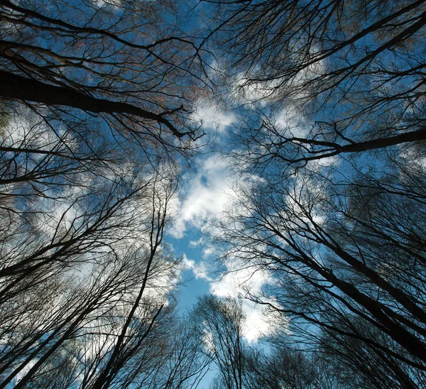 Coronas y ramas de árboles altos sobre fondo azul del cielo —  Fotos de Stock
