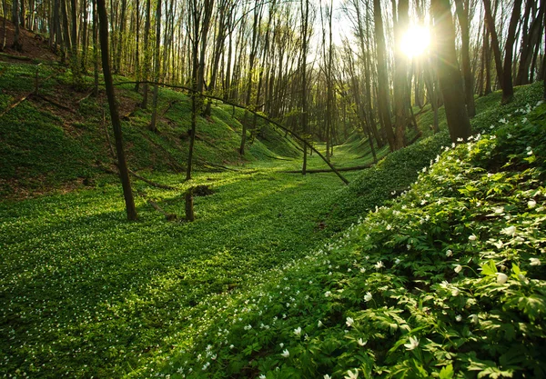 Sonnenuntergang im blühenden grünen Wald in Sonnenlicht und Schatten — Stockfoto