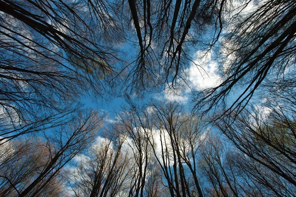 冠和高大的树木，在蓝蓝的天空背景上的分支机构 — 图库照片