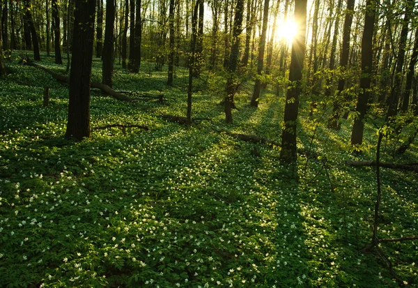 Sonnenuntergang im blühenden grünen Wald in Sonnenlicht und Schatten — Stockfoto