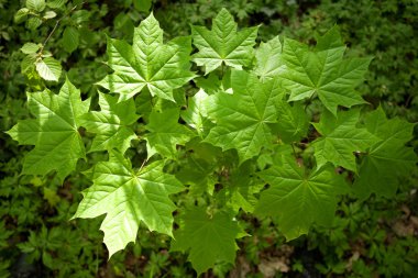 Taze yeşil akçaağaç arka plan bahar ormanda bırakır 